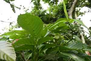 Leea(Leea guineensis)