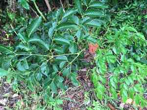 Leea(Leea guineensis)