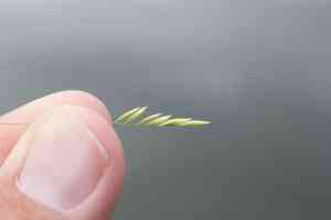 Rice cutgrass(Leersia oryzoides)
