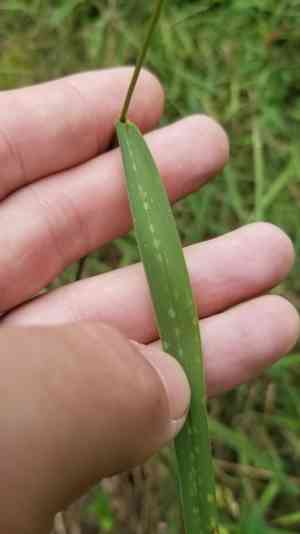 Rice cutgrass(Leersia oryzoides)