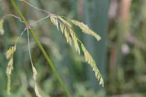 Rice cutgrass(Leersia oryzoides)