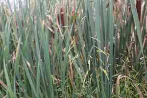 Rice cutgrass(Leersia oryzoides)