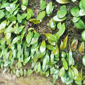 Lemmaphyllum drymoglossoides(Lemmaphyllum drymoglossoides)