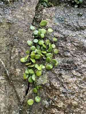 Lemmaphyllum drymoglossoides(Lemmaphyllum drymoglossoides)