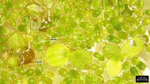 Lesser duckweed(Lemna aequinoctialis)