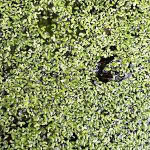 Lesser duckweed(Lemna aequinoctialis)