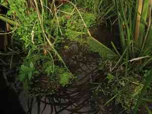 Lesser duckweed(Lemna aequinoctialis)
