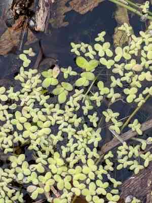 Lesser duckweed(Lemna aequinoctialis)