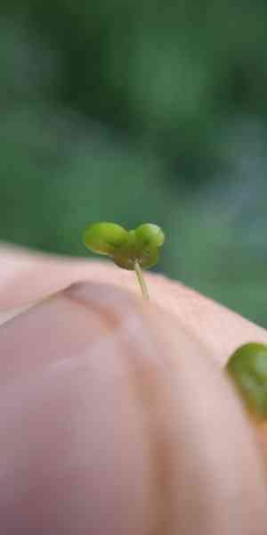 Swollen duckweed(Lemna gibba)