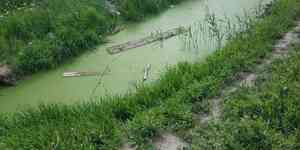 Swollen duckweed(Lemna gibba)