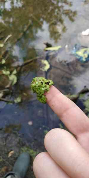Swollen duckweed(Lemna gibba)