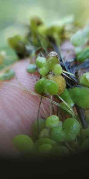 Swollen duckweed(Lemna gibba)