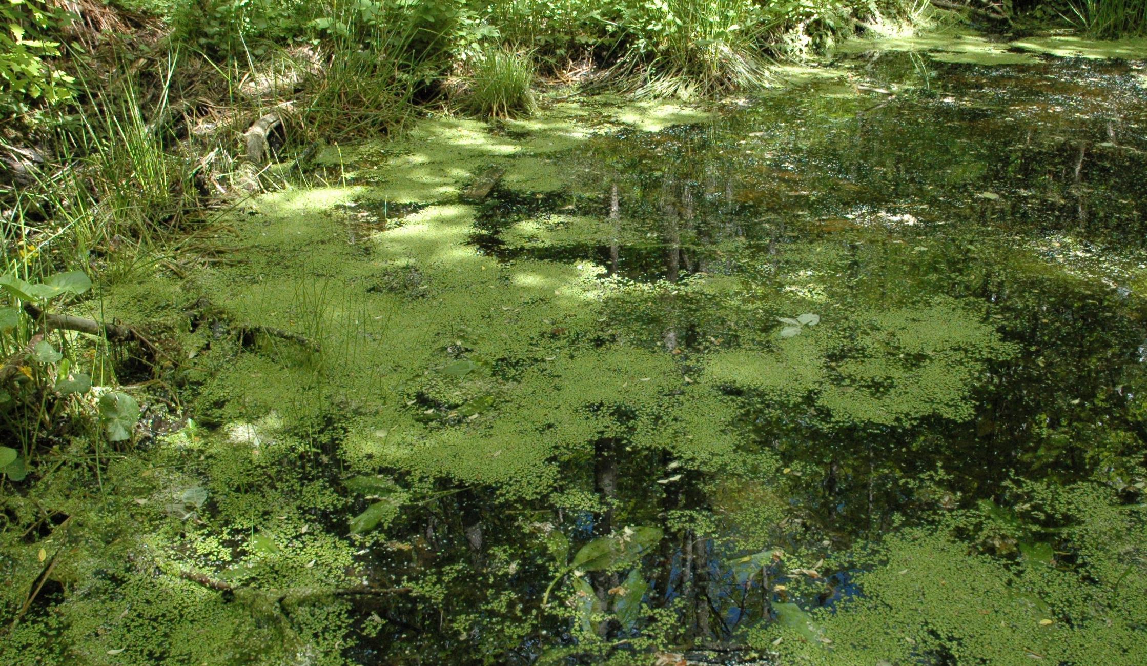 Common Duckweed