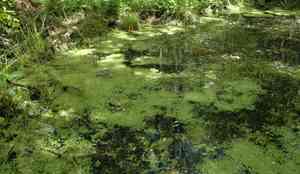 Common Duckweed(Lemna minor)