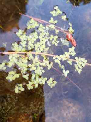 Common Duckweed(Lemna minor)