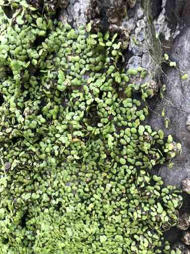 Common Duckweed(Lemna minor)