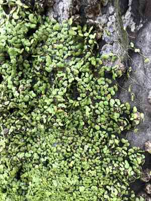 Common Duckweed(Lemna minor)