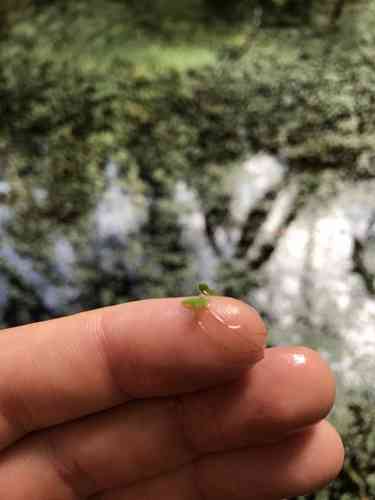 Common Duckweed(Lemna minor)