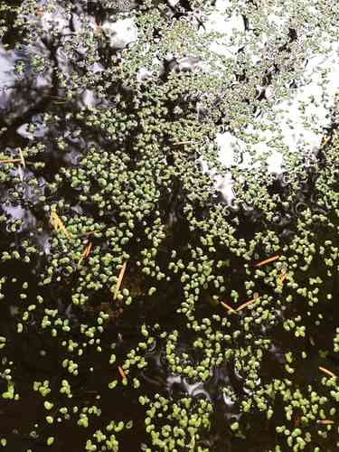 Common Duckweed(Lemna minor)