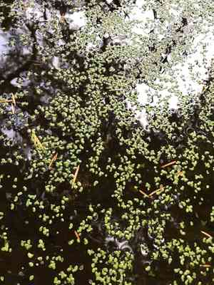 Common Duckweed(Lemna minor)