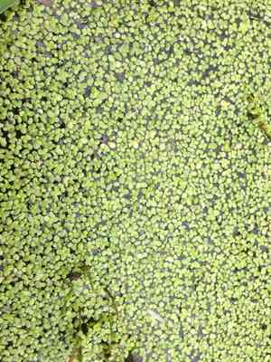 Minute duckweed(Lemna perpusilla)
