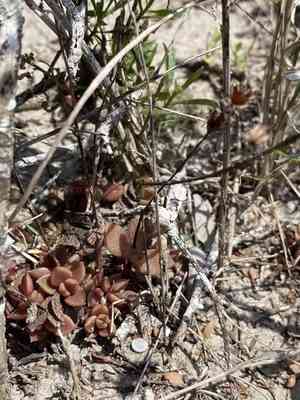 Coastal stonecrop(Lenophyllum texanum)