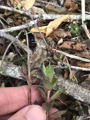 Coastal stonecrop(Lenophyllum texanum)