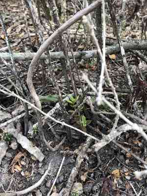 Coastal stonecrop(Lenophyllum texanum)