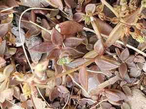 Coastal stonecrop(Lenophyllum texanum)