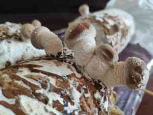 Shiitake(Lentinula edodes)