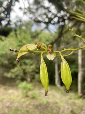 Lipped orchid(Leochilus labiatus)