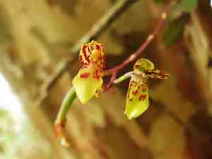 Lipped orchid(Leochilus labiatus)