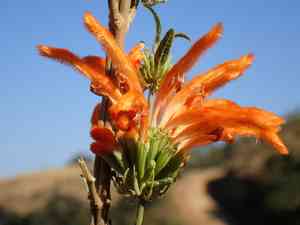 Lion's tail(Leonotis leonurus)