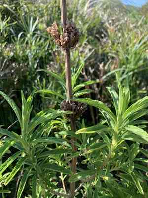 Lion's tail(Leonotis leonurus)