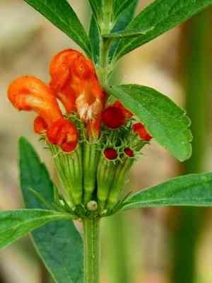 Lion's tail(Leonotis leonurus)