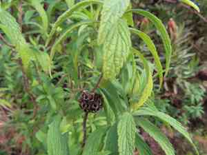 Lion's tail(Leonotis leonurus)
