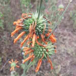 Lion's ears (Leonotis)(Leonotis)