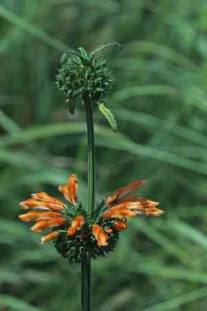 Lion's ears (Leonotis)(Leonotis)