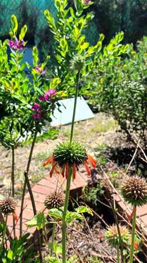 Lion's ears (Leonotis)(Leonotis)