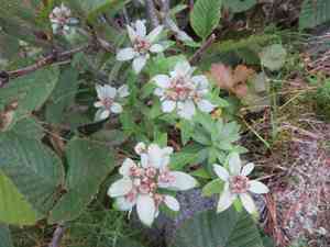 Japanese edelweiss(Leontopodium japonicum)