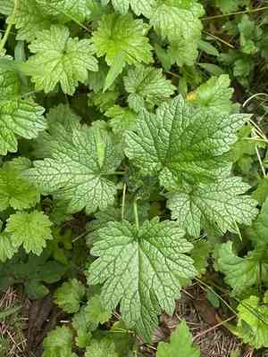 Common motherwort(Leonurus cardiaca)
