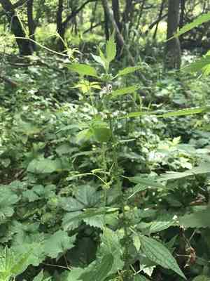 Common motherwort(Leonurus cardiaca)