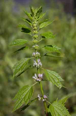 Common motherwort(Leonurus cardiaca)