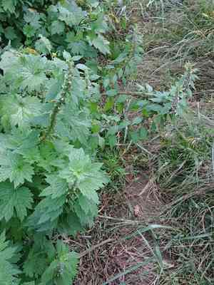 Common motherwort(Leonurus cardiaca)