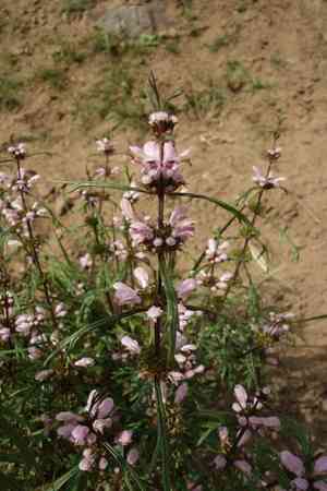 Honeyweed(Leonurus sibiricus)