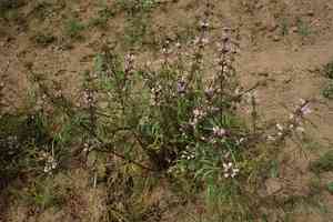 Honeyweed(Leonurus sibiricus)