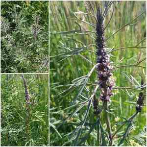 Honeyweed(Leonurus sibiricus)