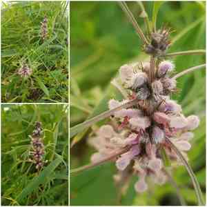 Honeyweed(Leonurus sibiricus)
