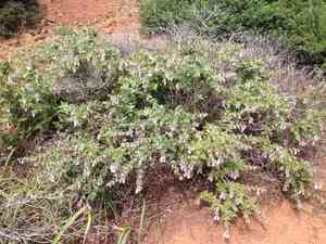 Island pitchersage(Lepechinia fragrans)