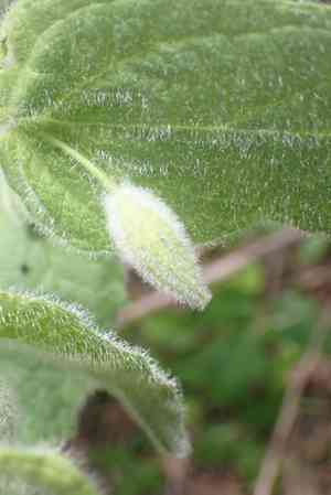 Island pitchersage(Lepechinia fragrans)